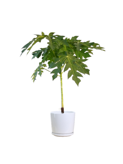 Papaya
